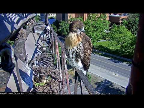 Recently Fledged "J2" Returns to the Cornell Red-tailed Hawk Cam and Watches Sibling Fledge