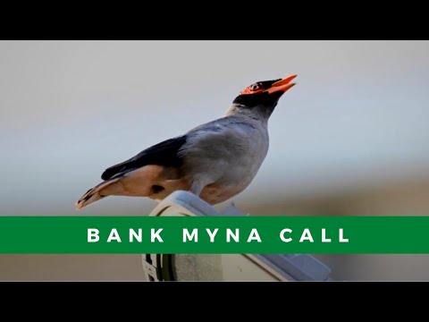 What does a bank myna sound like?