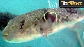 Top 10 Things You CAN DO in Other Countries You CAN'T DO in the USA