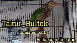 Download lagu Takur Bultok Gacor mp3