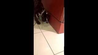 Dog curious about bug