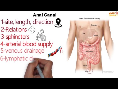 Anatomy of the anal canal ( site, relations, course and blood supply )