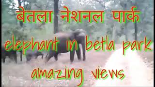 preview picture of video 'Betla national park'