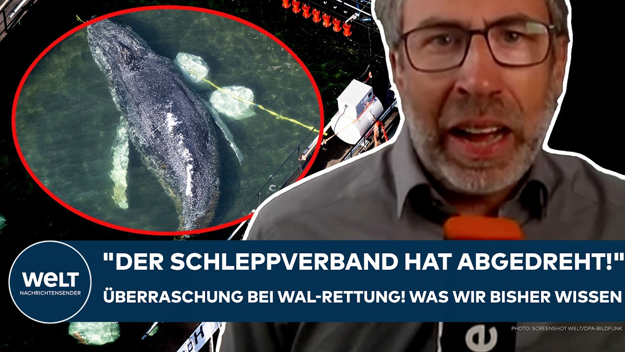 TIMMY: Krimi um den Buckelwal! "Der Schleppverband hat abgedreht!" Überraschung! Das ist der Grund!