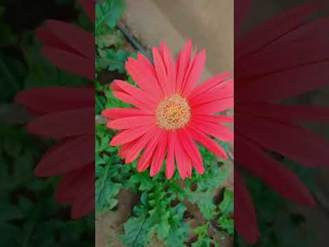 taraka mantram/ flowers