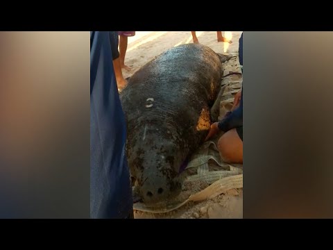 Peixe-boi de com quase 400 kg é resgatado na Pedra do Sal em Parnaíba 11 02 2023