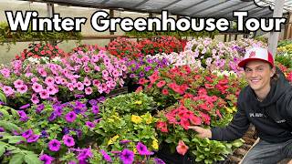 Winter Greenhouse Tour - Color Therapy with lots of Flowers