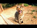 When I Went To The Cat Park Hungry Homeless Cats Surrounded Me