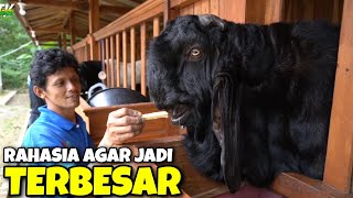 Download lagu WATCH OUT‼️ 3X BIGGER THAN HUMANS mp3 Download lagu WATCH OUT‼️ 3X BIGGER THAN HUMANS mp3