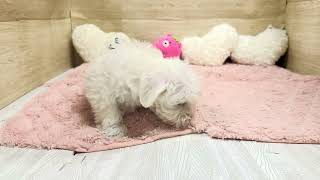 ハーフ犬の動画01