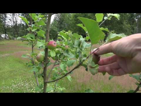 Fruktträdgården del 2