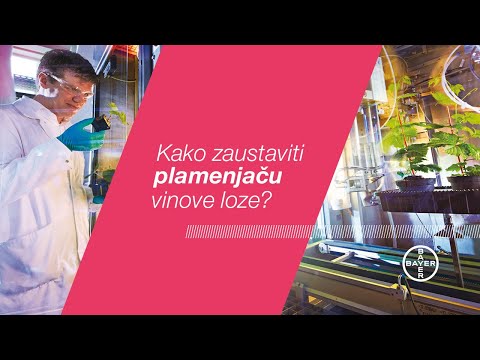 Kako zaustaviti plamenjaču vinove loze?