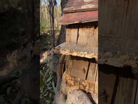 Real Life FAIRY home in woods 🧚 - YOU WONT BELIEVE! #hiking #forest #fairy #relaxing #relax