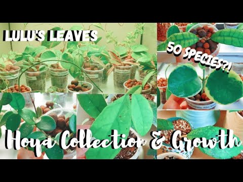 50 HOYA SPECIES?! | Updated Hoya Collection & Growth