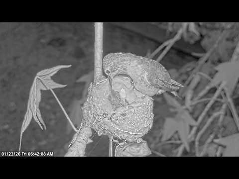 Early Morning - Jewel’s Last feeding of Baby Jade 9 Days Old. Jewel Never Returned to the nest 💔😥