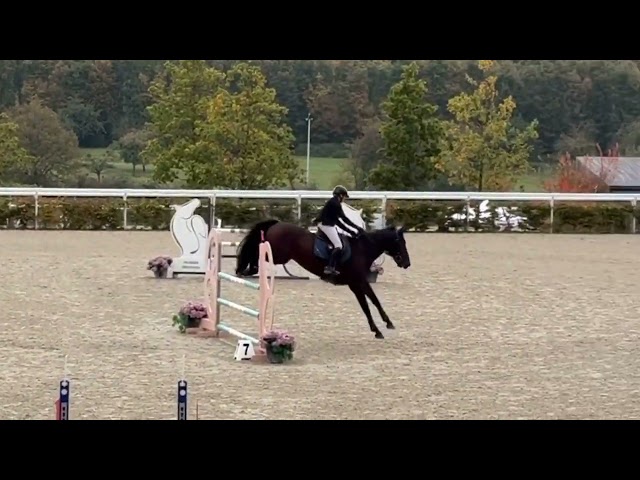Ruin Rijpaard Te koop 2016 Donker bruin / bai ,  TYPHOON S