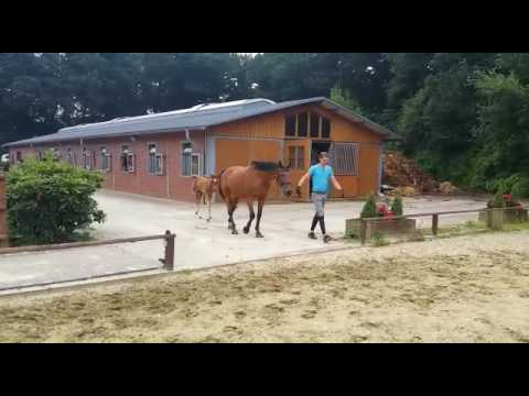 Hengstfohlen von Action Blue