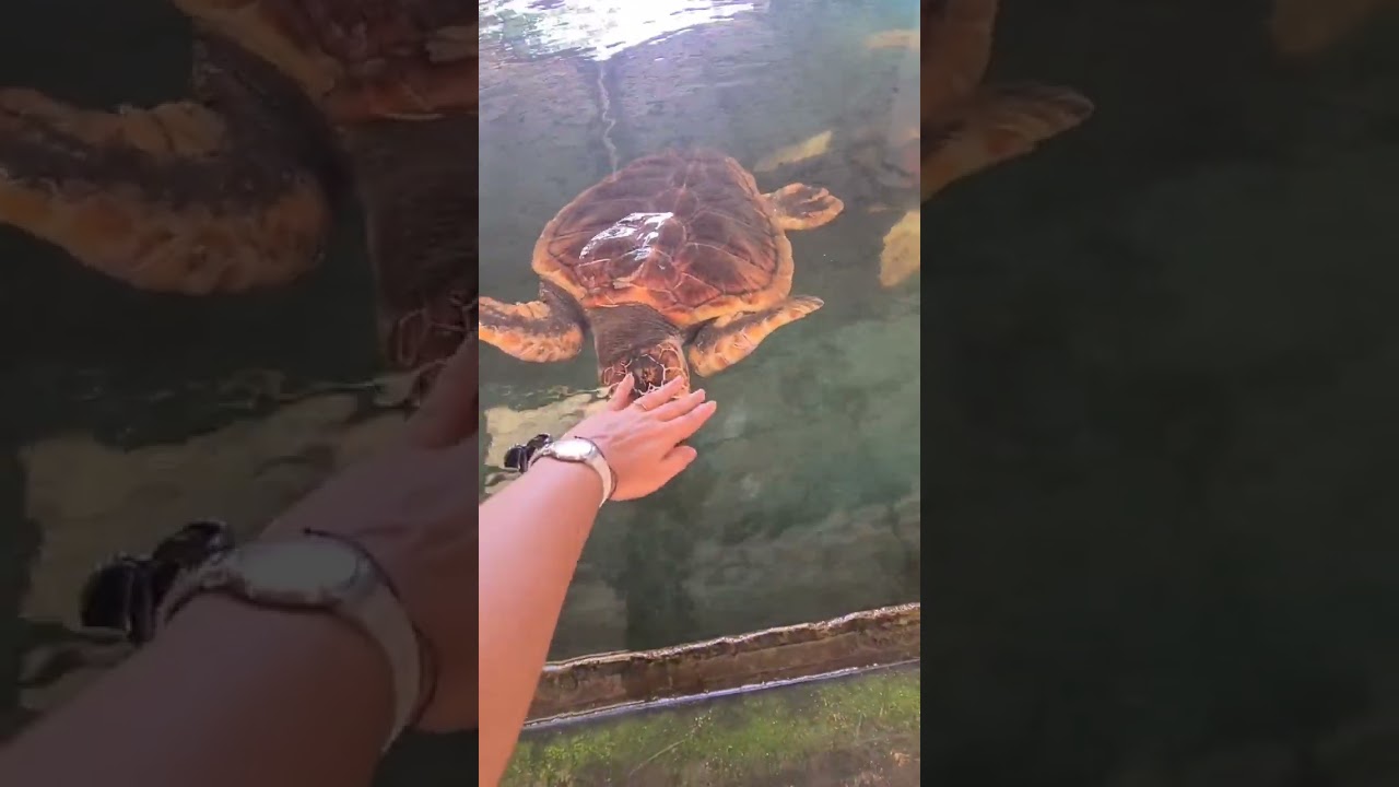 YouTube Short thumbnail