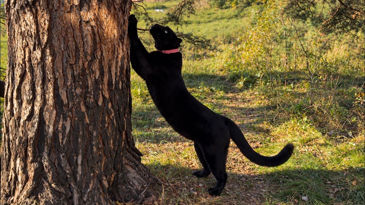 A treehouse for Luna the panther 😹(ENG SUB)