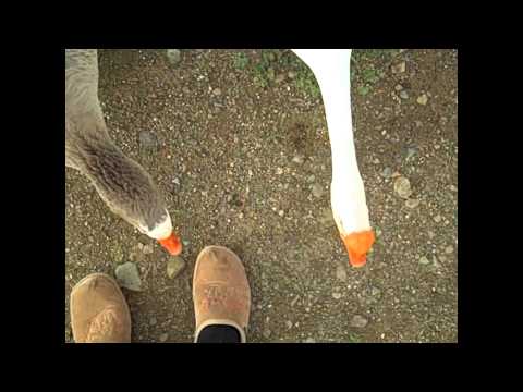 Gooses/Geese attacks (complation) funny Ep. 1!!