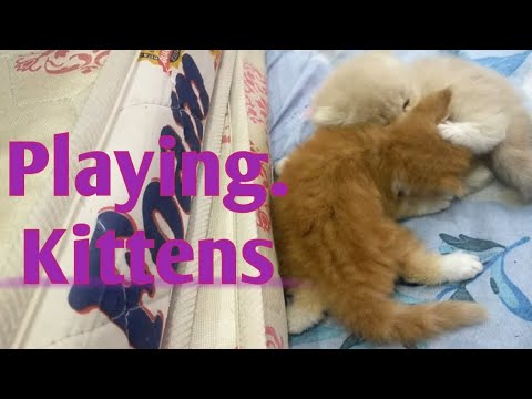 Ginger and SnowBell playing together|Playful kittens#cat #kitten #trending