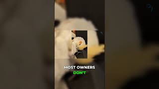 Download lagu 7 Kesalahan Tersembunyi Saat Burung Mabung yang Bisa Mematikannya! mp3