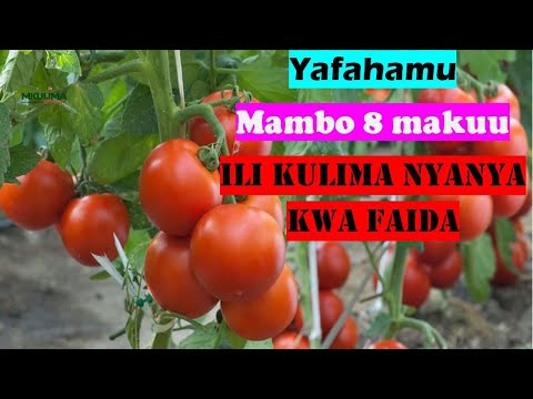 , title : 'KILIMO CHA NYANYA 2022|Yajue mambo 8 makuu ili kulima nyanya kibiashara|'