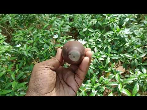 Narmada Shivling 4.5 inches video