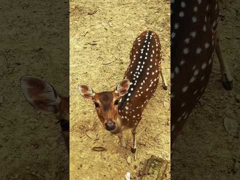 Dear Deers! #animals #zoo #deer #bangladesh #cuteanimals #shorts