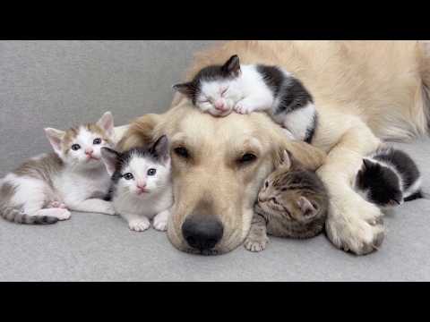 YouTube 썸네일