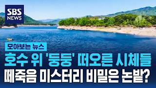 호수 위 '둥둥' 떠오른 시체들..떼죽음 미스터리 비밀은 논밭? / SBS / 모아보는 뉴스