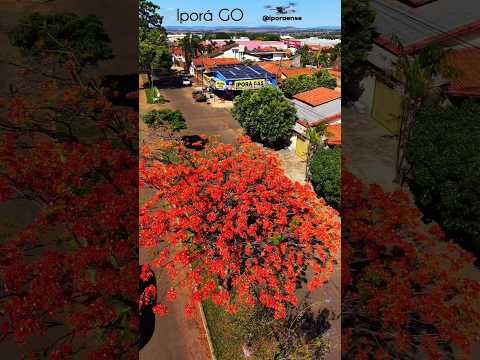 IPORÁ GOIÁS, PROJETO VISÃO AÉREA - O FLAMBOYANT #02