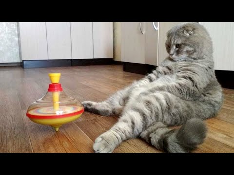 Watch These Funny Animals Get Into Mischief!