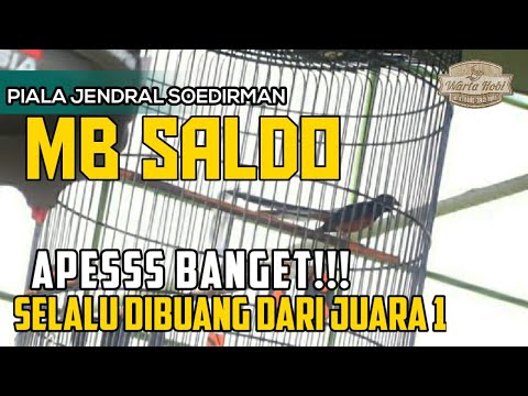 Piala Jendral Soedirman - APESSSS BANGET - SELALU DIBUANG DARI JUARA 1 - MB SALDO
