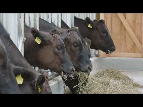 Wagyu Zucht im Saarland | Buchwald Wagyu - Patrick Rodens