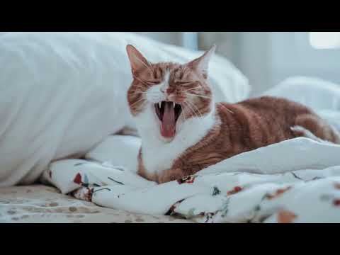 Why Do Cats Growl? Different Kitty Sounds And Their Meanings