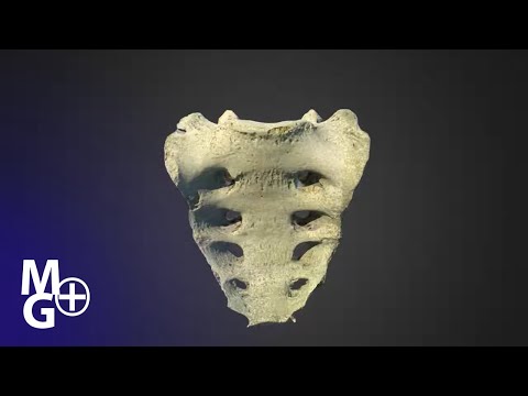 Osul Sacru (Prezentare 3D- Anatomie)