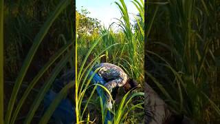 O Davi foi cortar esse capim por um motivo muito importante... 🌿🐄#shorts #shortvideo #song #short