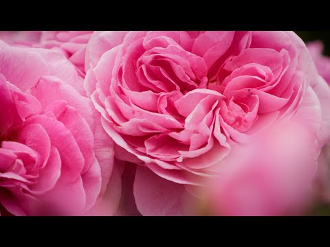 TOP 5 David Austin Roses to Plant in Your Garden