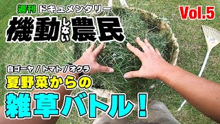 夏野菜の世話と収穫と料理 and 敷地の草刈りと大忙しの１週間。