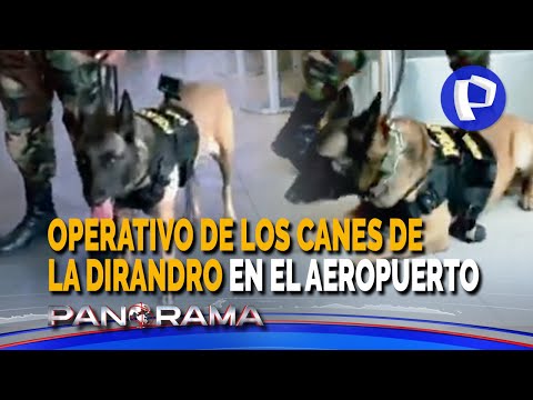 Airport operation: burriers surrounded by Dirandro's more developed sense of smell