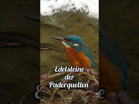 JETZT bei WeigelsWildeWelt! Edelsteine der Paderquellen 😍 Schaut vorbei #natur #nature #vögel #birds