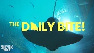 Comedian Nore Davis and the Aquarium | Countdown to Shark Week: The Daily Bite