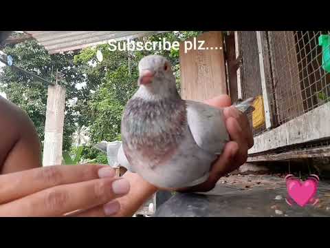 ❤️Hi welcome to new home ❤️❤️🕊️🕊️#pigeon #paravi #pura #kabootar #kabutar #පරවි #birds #pets #viral