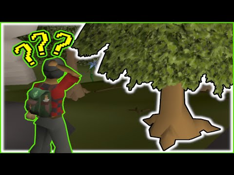 Forestry Guide (2025)