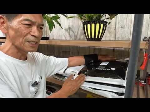 ドワーフローズ「リトルサンセット」 植物