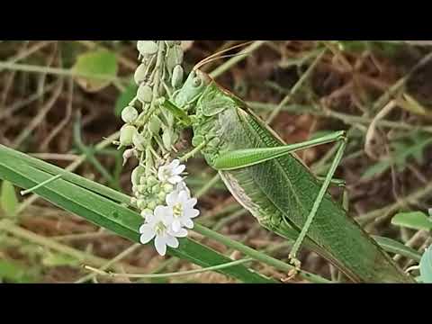 10 cm Groß grüne Heuschrecke. Insekten Welt. Gehört die Heuschrecke zum Insekten?