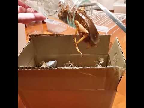 Giant Cricket Sia Ferox Unboxing