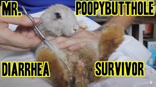 Mr. Poopybutthole Rabbit - Diarrhea Survivor