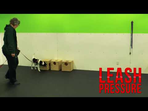 How to Train a Freeze Indication Using Leash Pressure | Hunter's Heart Scent Dog Training